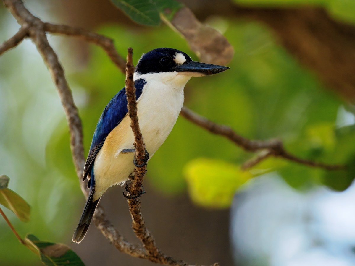 skogisfugl - ML644454740