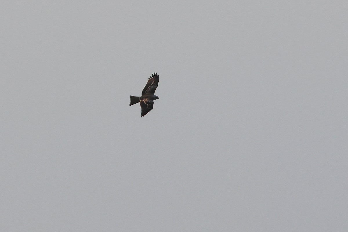 luňák hnědý - ML644454745