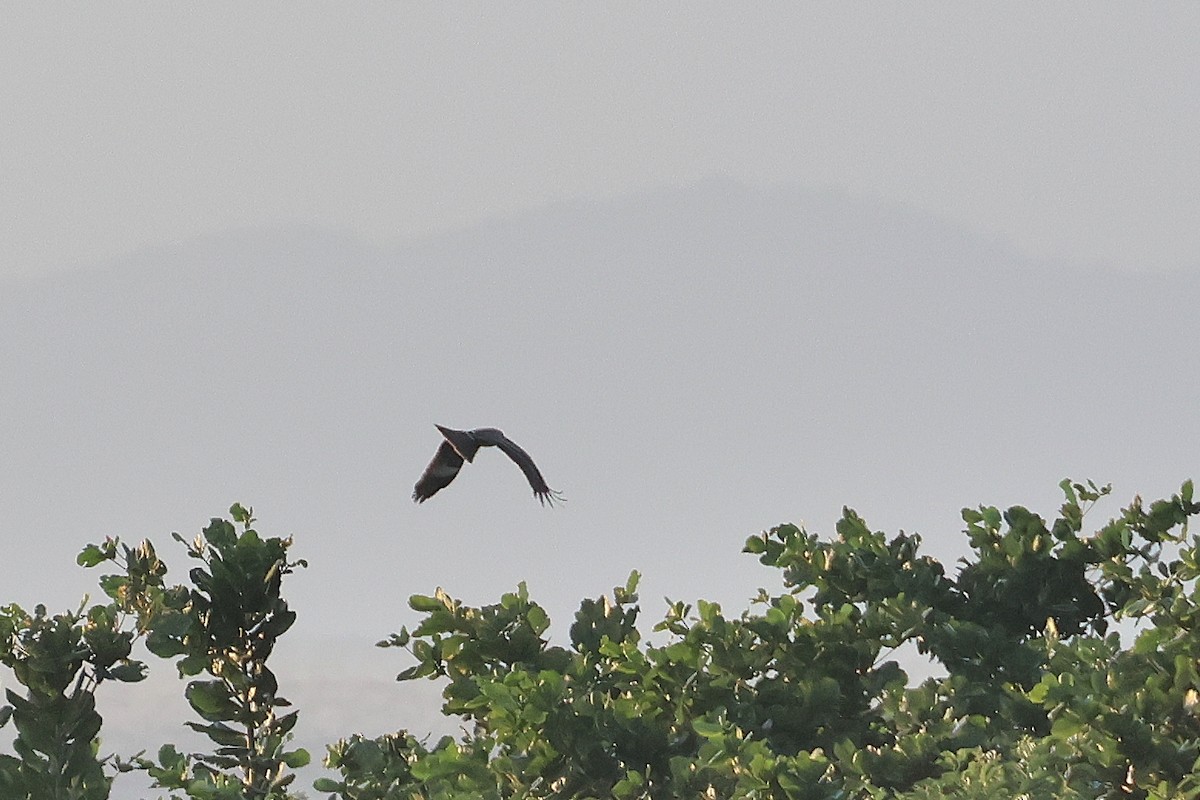 luňák hnědý - ML644454747