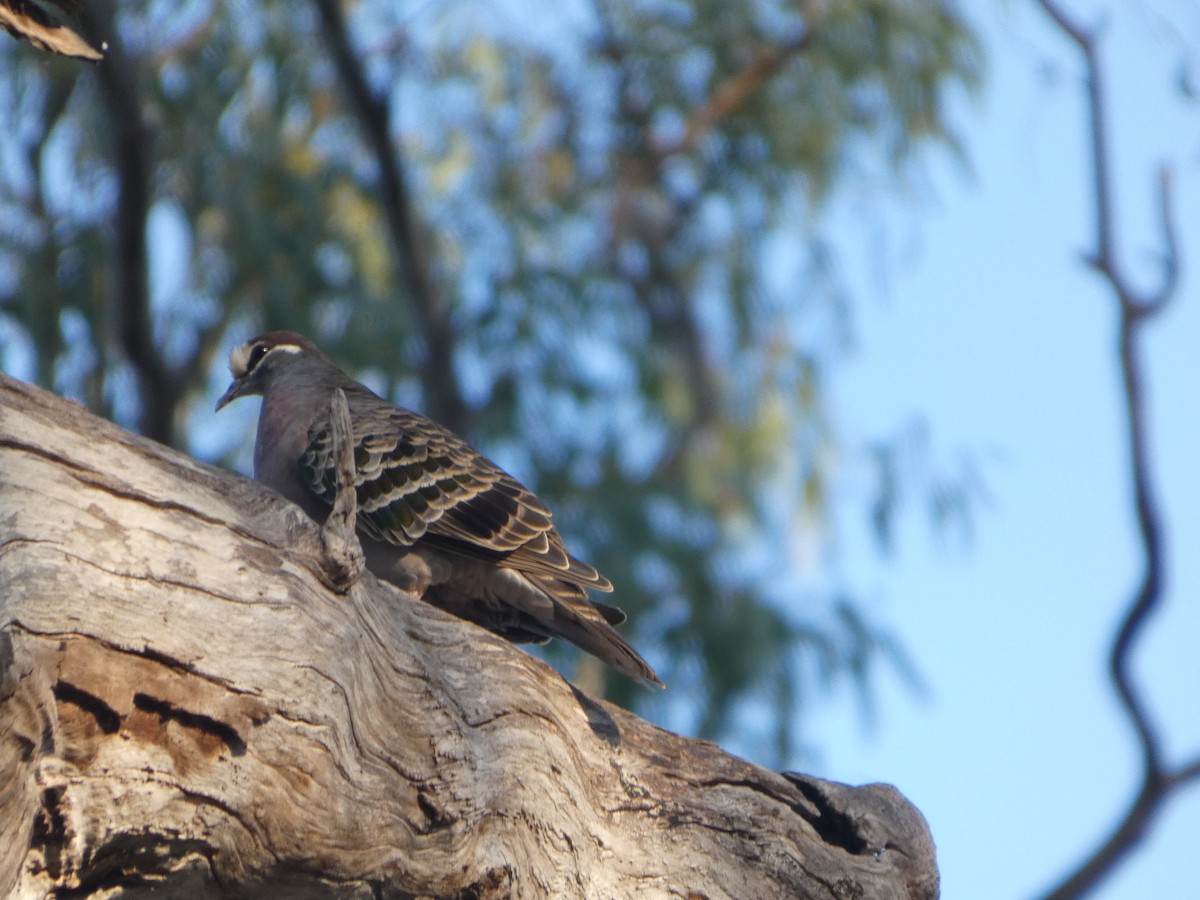 Common Bronzewing - ML644454755