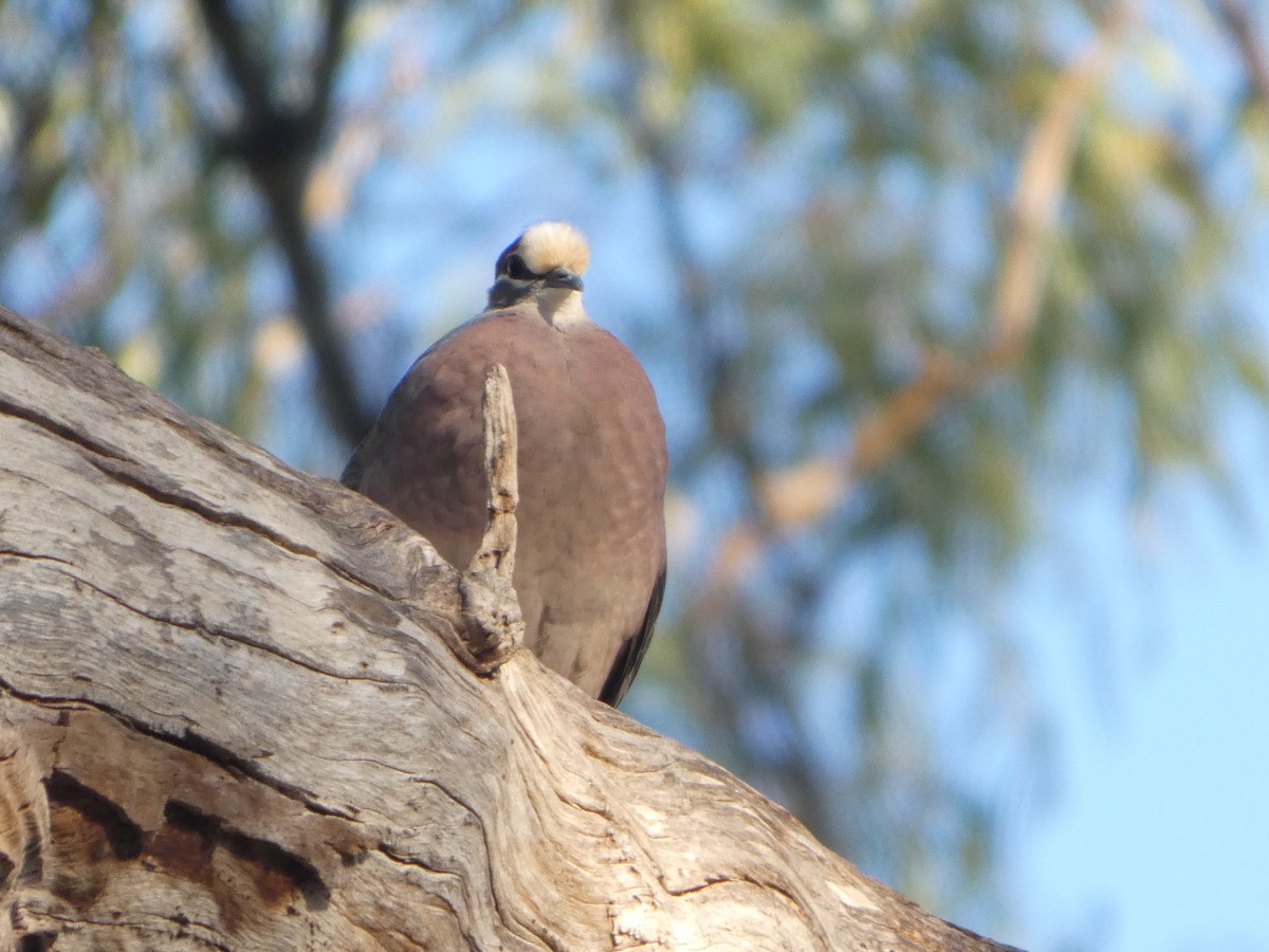 Common Bronzewing - ML644454756