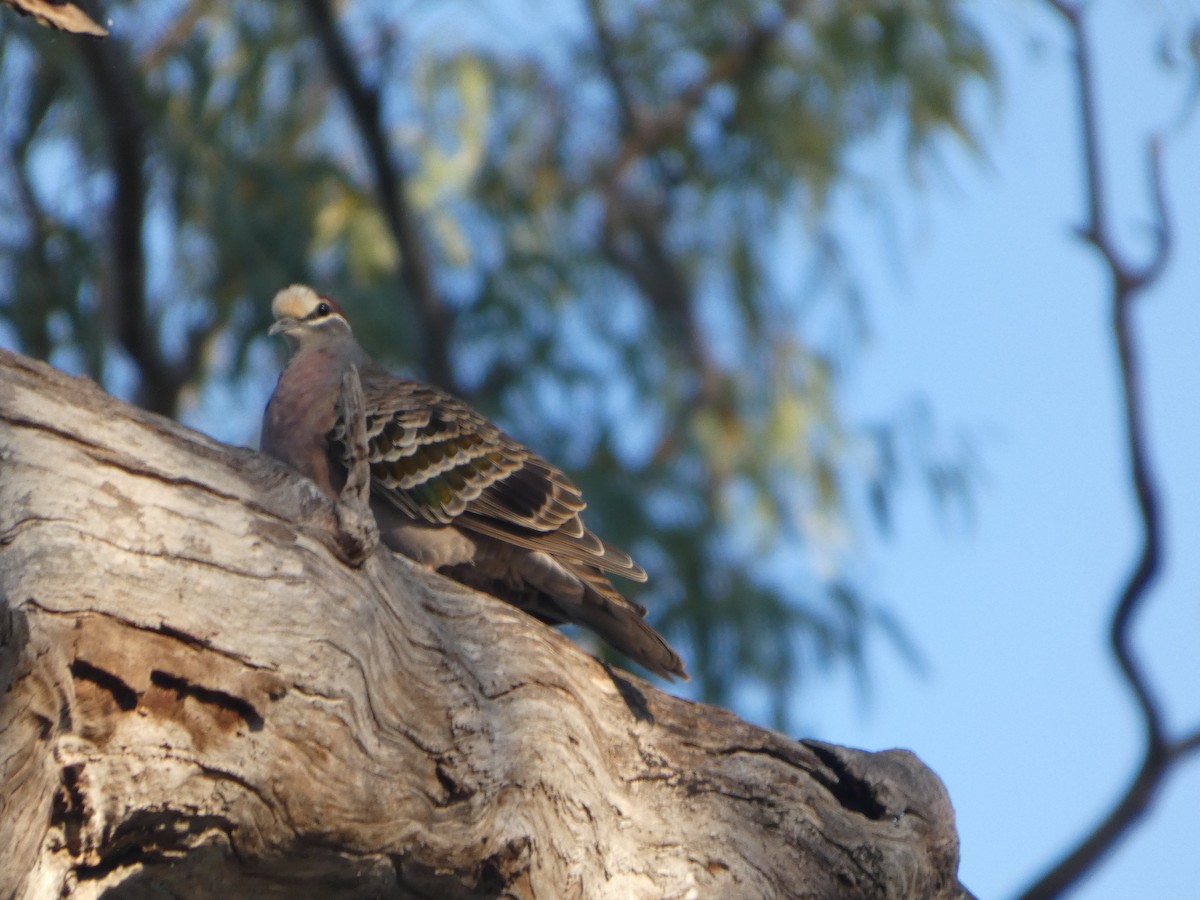 Common Bronzewing - ML644454757