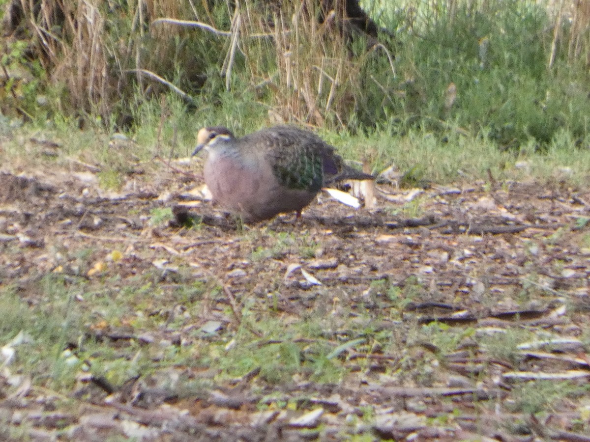 Common Bronzewing - ML644454759