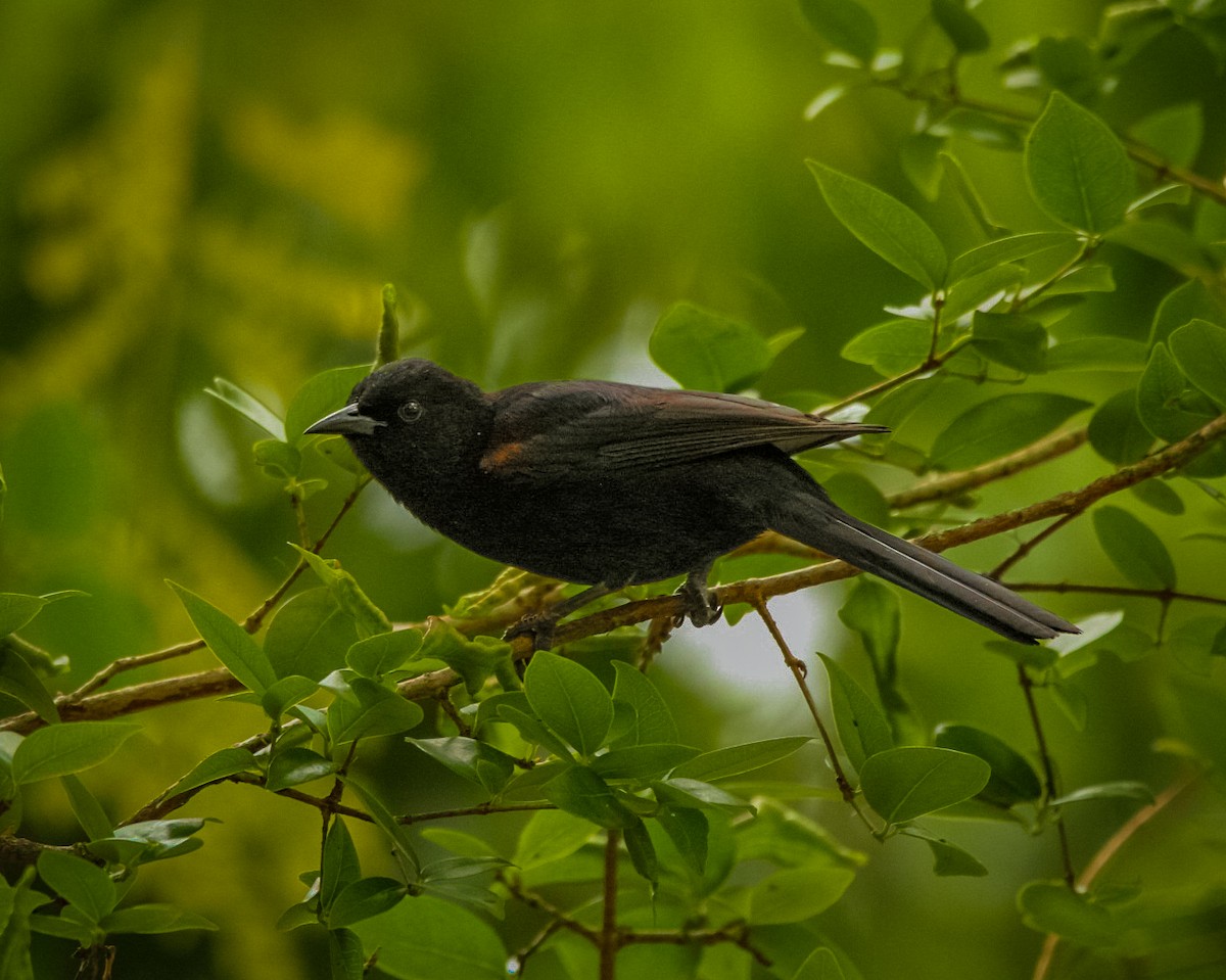 Variable Oriole - ML644454769