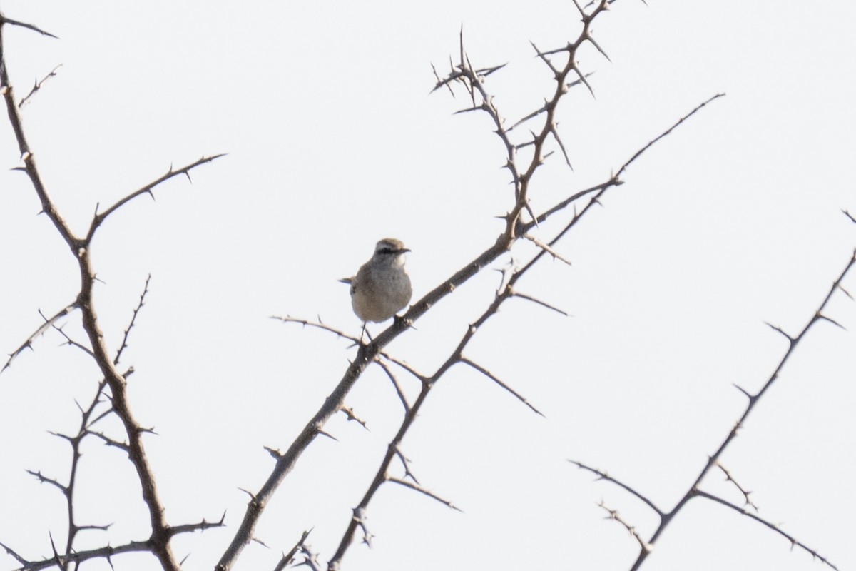 kalaharikrattskvett - ML644454779