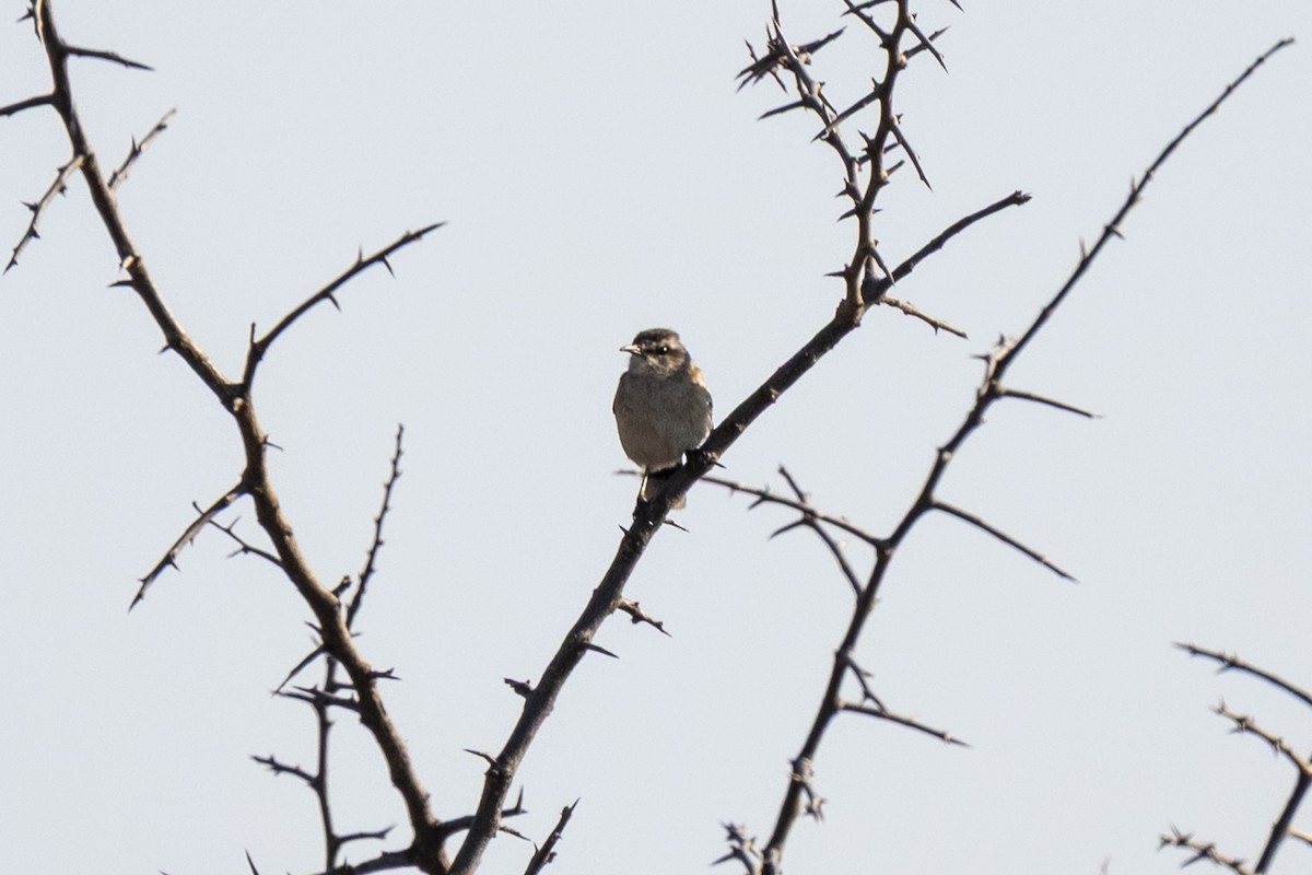 kalaharikrattskvett - ML644454781