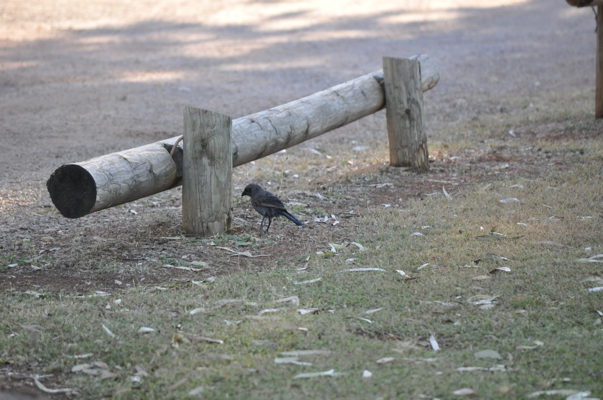 Apostlebird - ML644454782