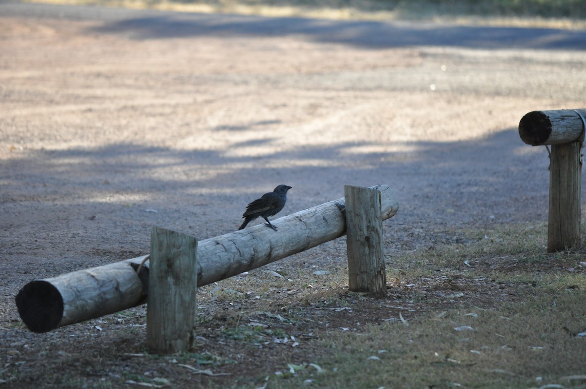 Apostlebird - ML644454786