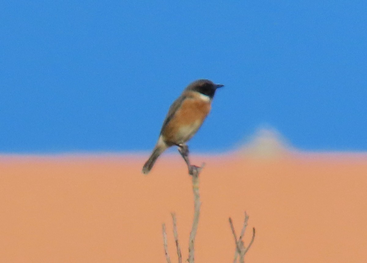 European Stonechat - ML644454787