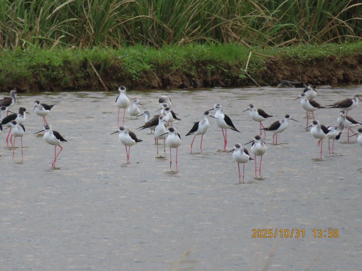 Black-winged Stilt - ML644454794