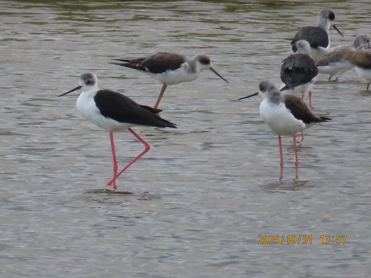 Black-winged Stilt - ML644454795