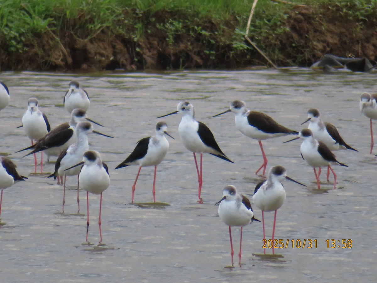 Black-winged Stilt - ML644454796