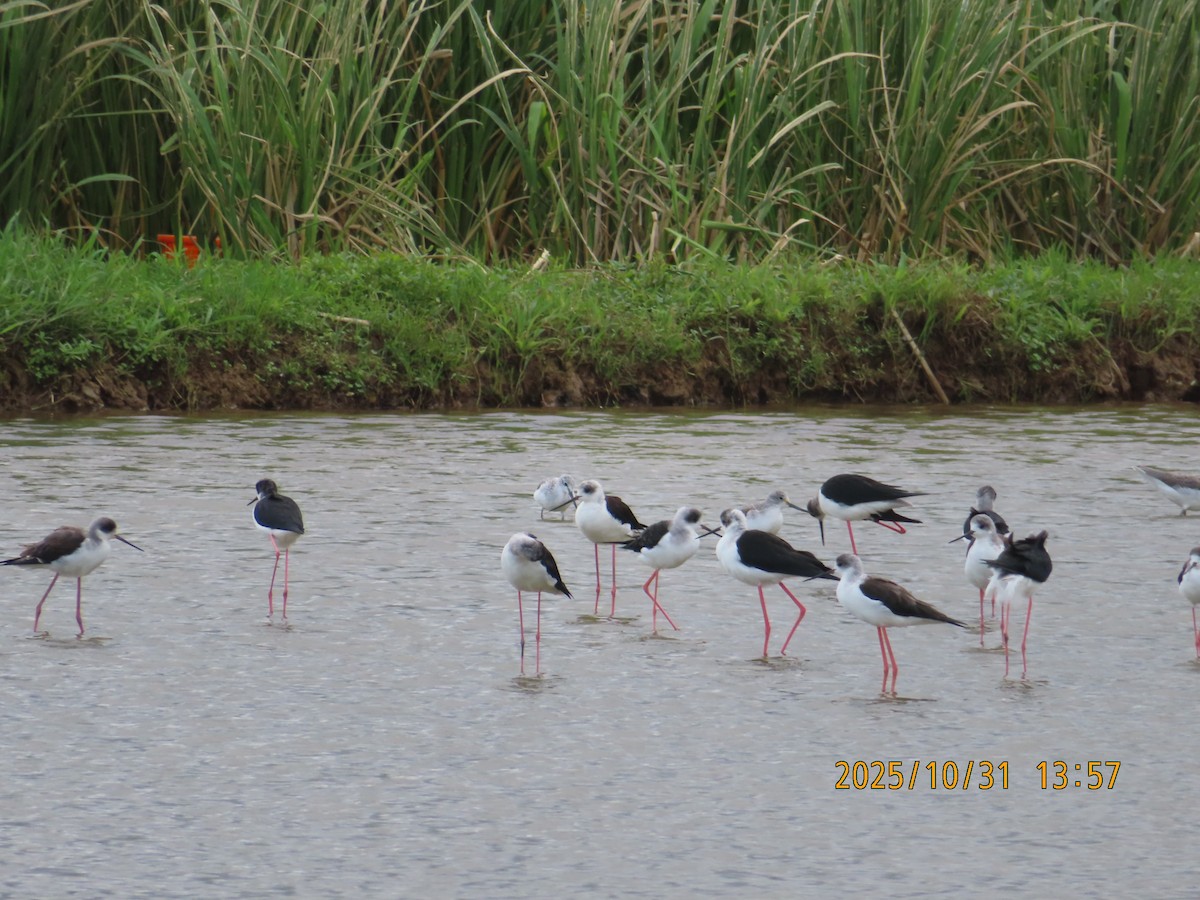Black-winged Stilt - ML644454797