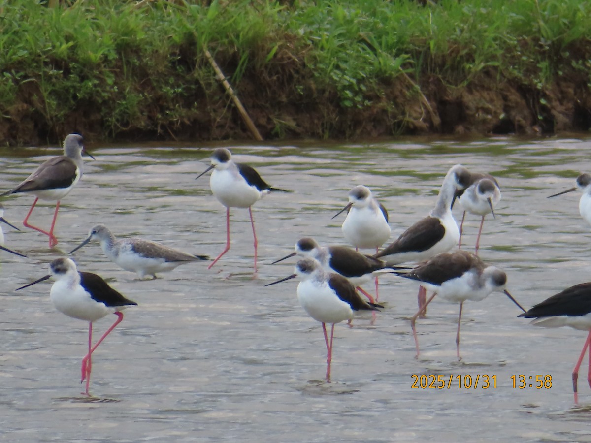 Black-winged Stilt - ML644454798