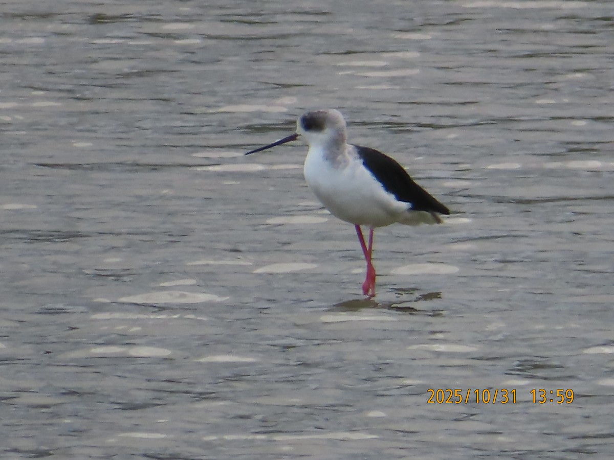 Black-winged Stilt - ML644454799