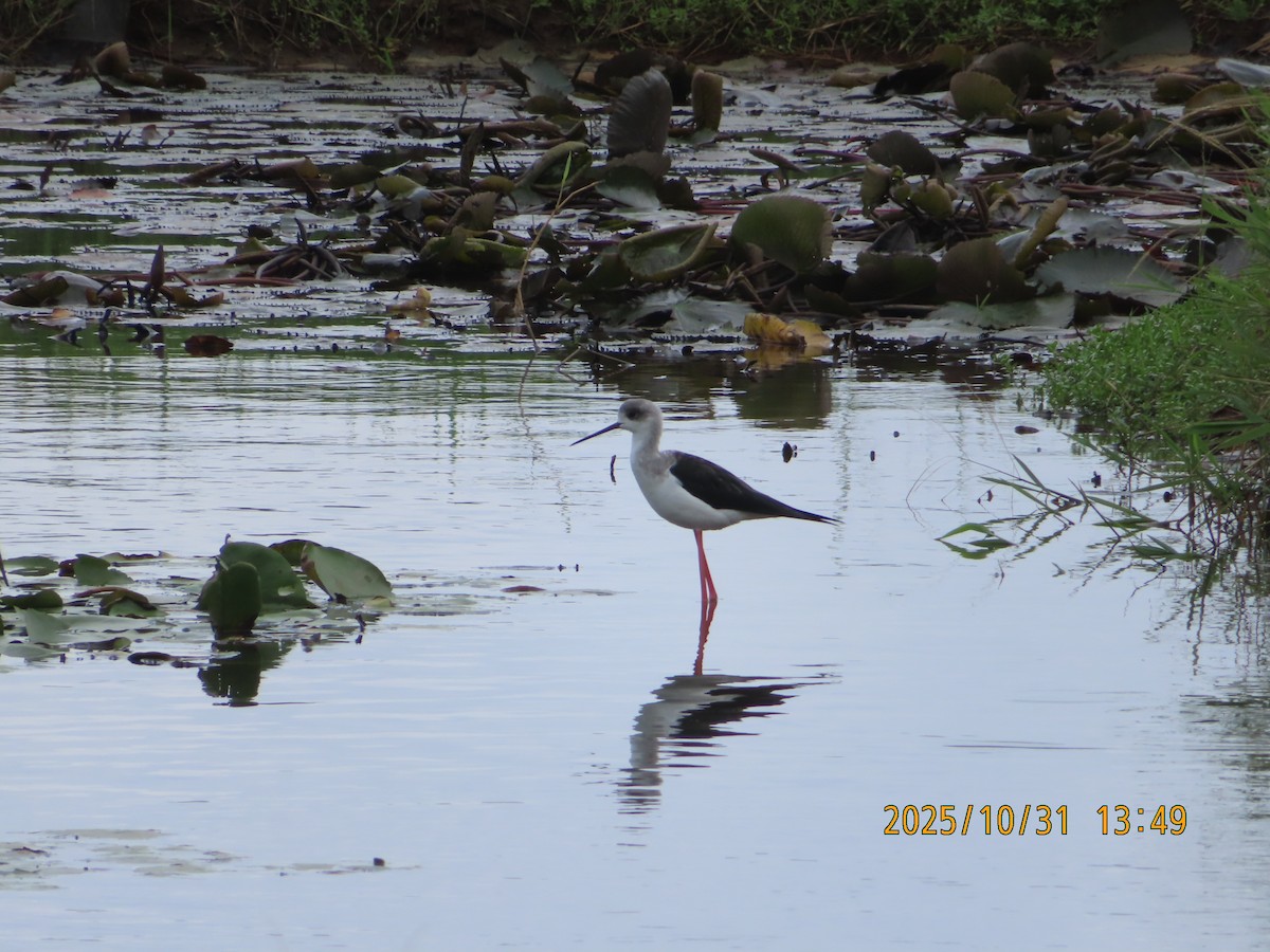 Black-winged Stilt - ML644454800