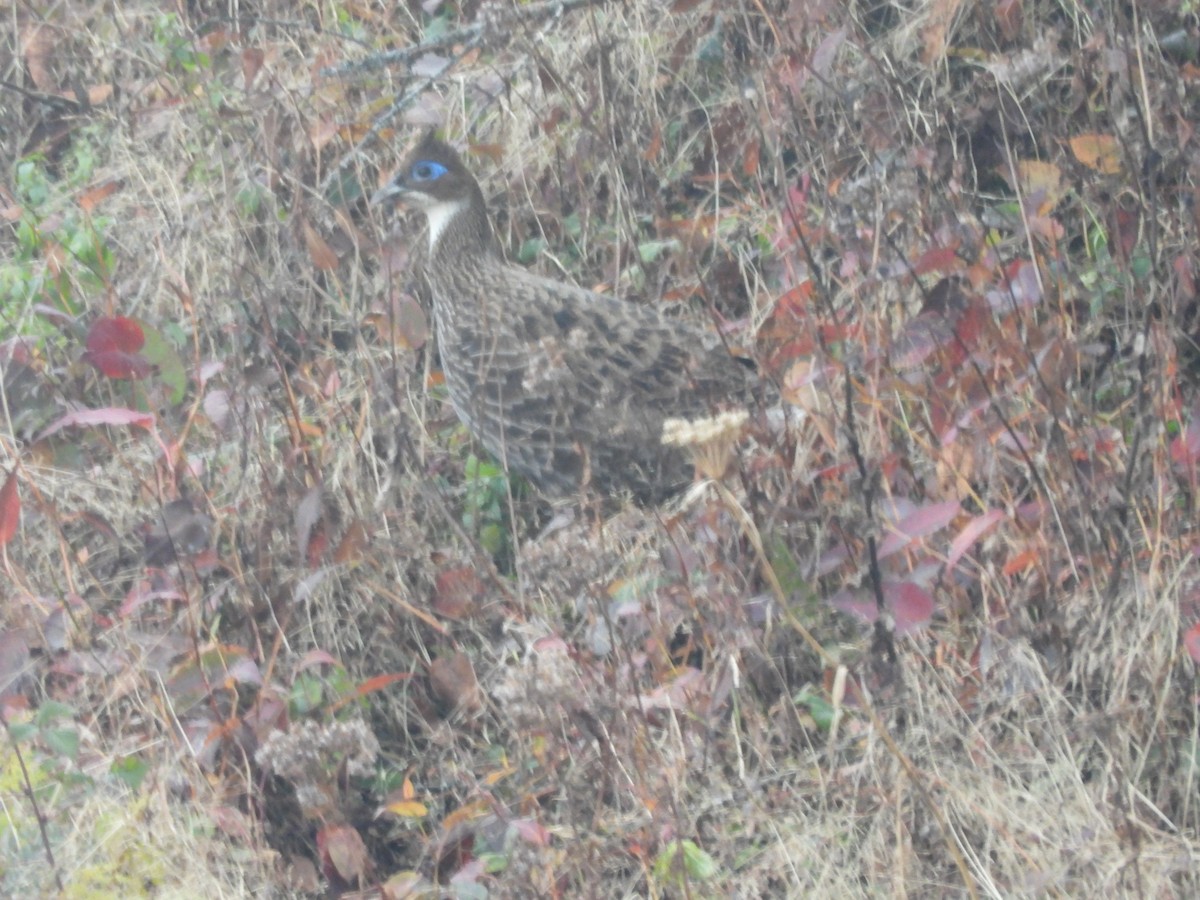 ニジキジ - ML644454802