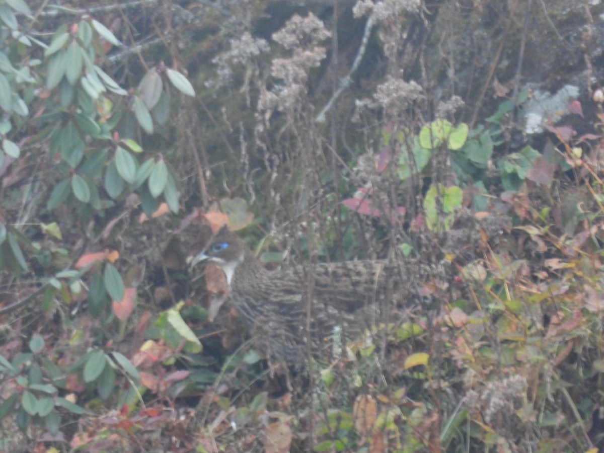 ニジキジ - ML644454803