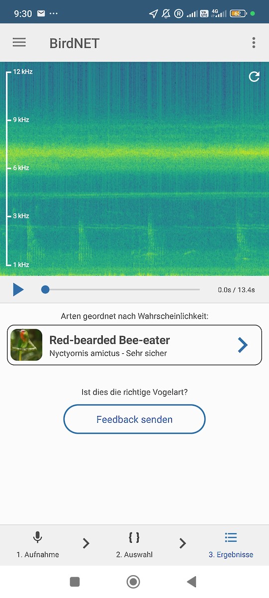 rødskjeggbieter - ML644454810