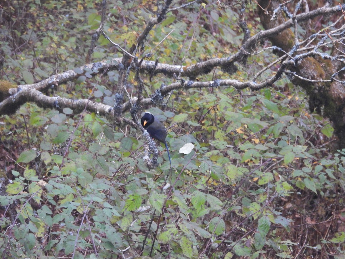 Yellow-billed Blue-Magpie - ML644454812