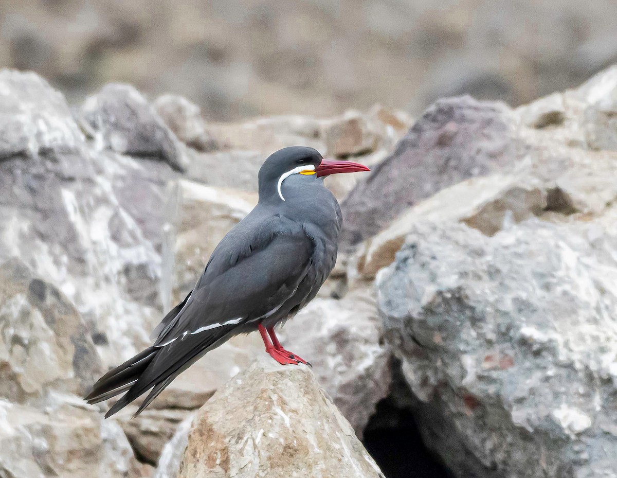 インカアジサシ - ML644454817