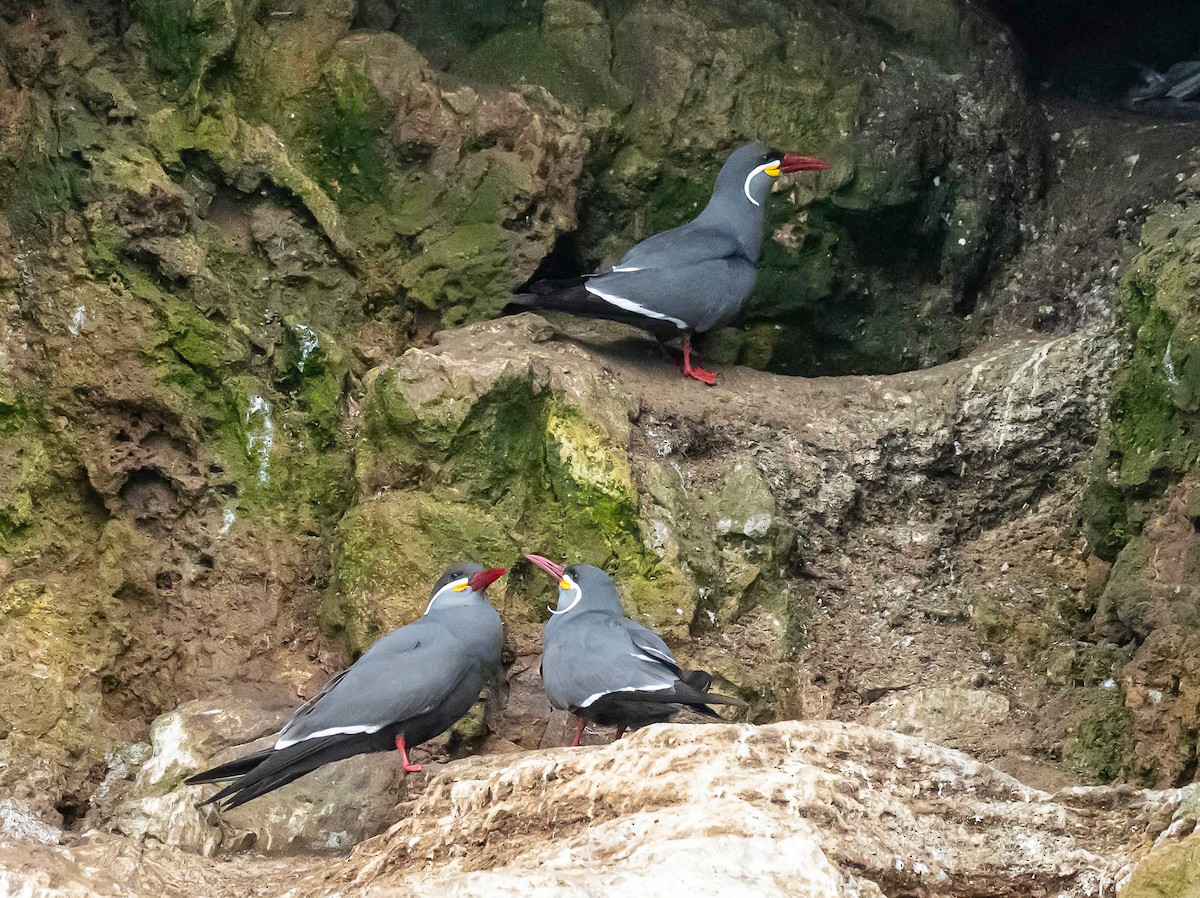 インカアジサシ - ML644454821