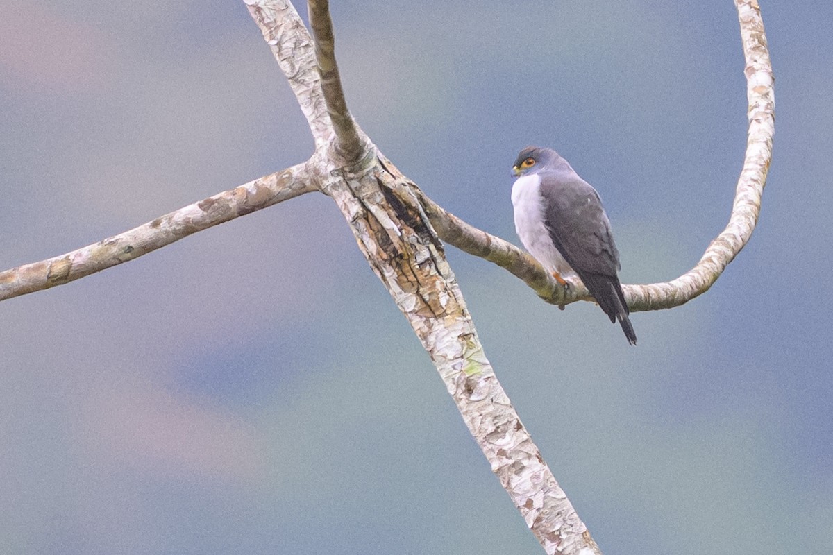 モモアカトビ - ML644454824