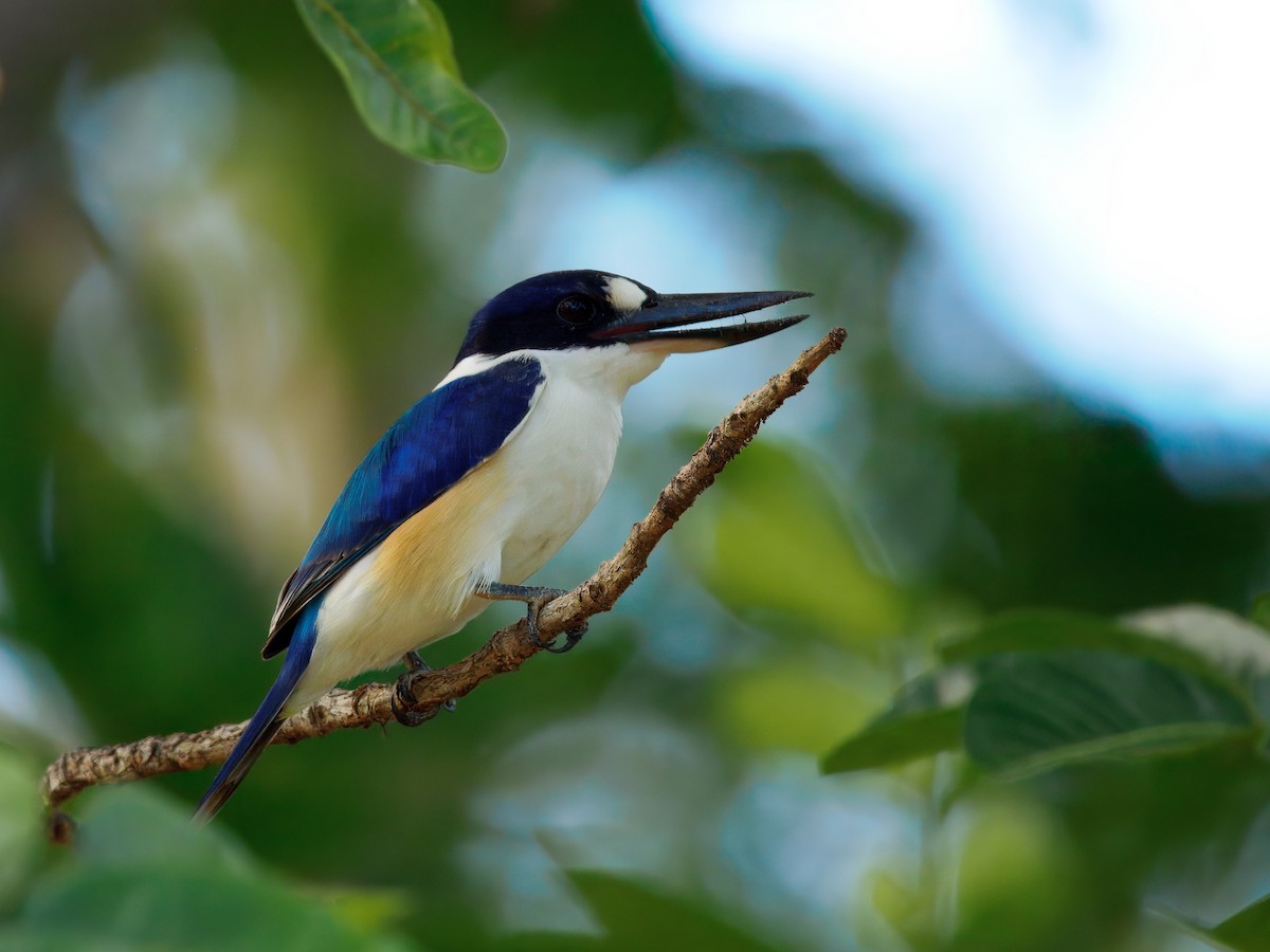 モリショウビン - ML644454825