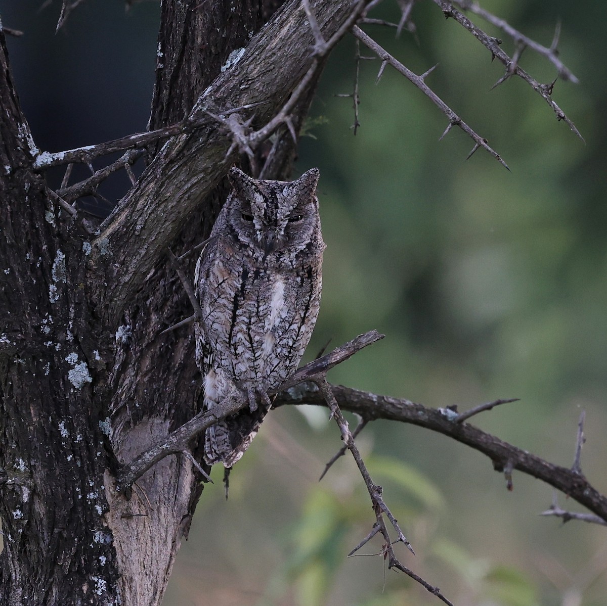 アフリカコノハズク - ML644454826