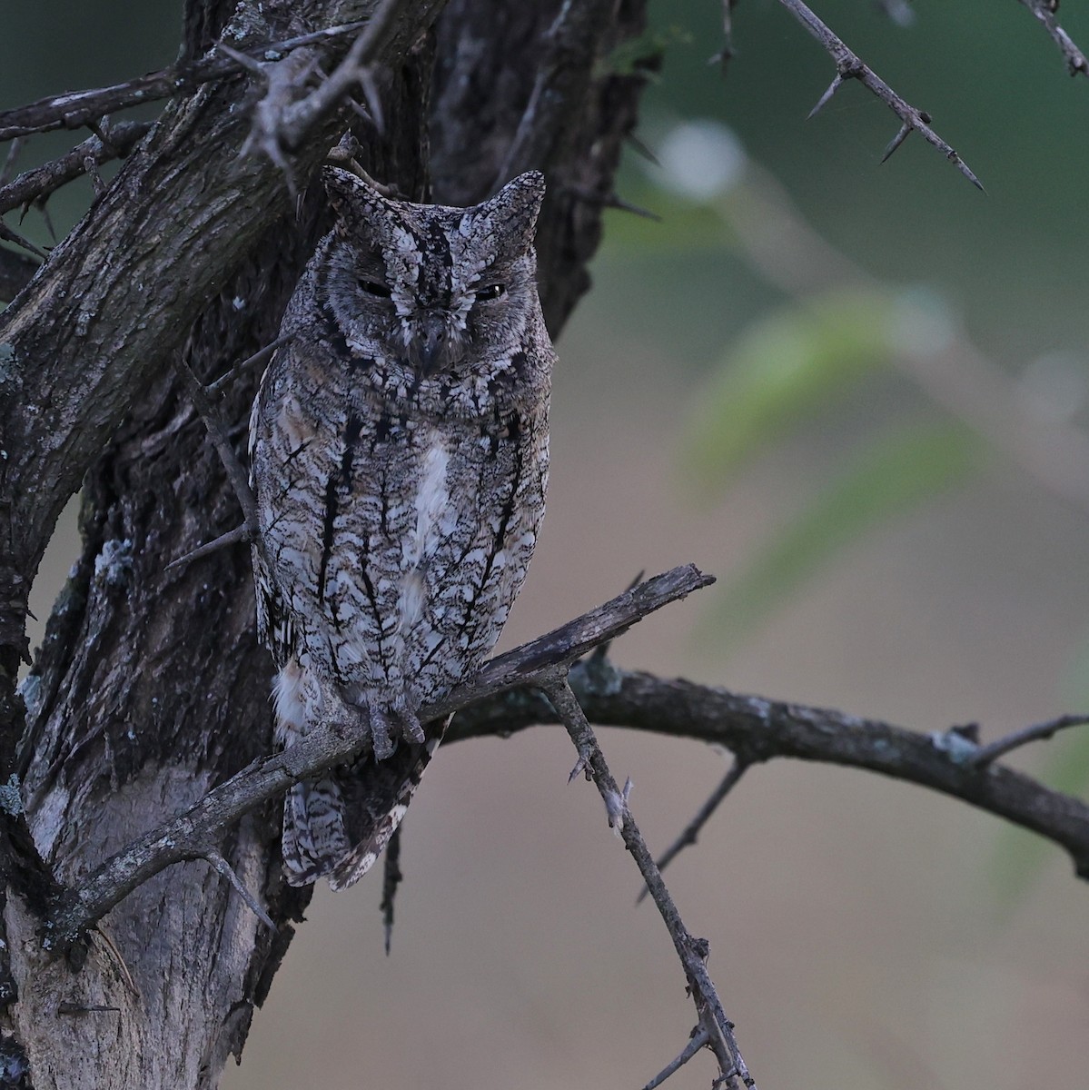 アフリカコノハズク - ML644454827