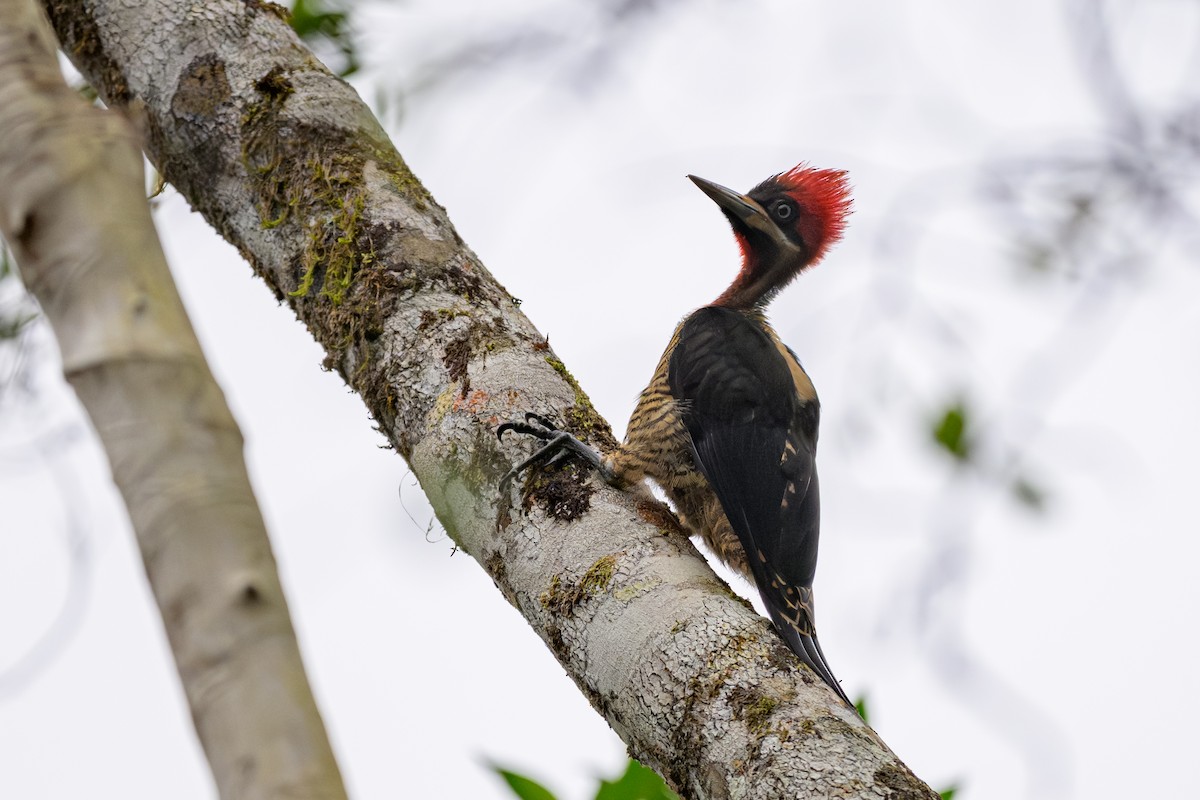 アカエリエボシゲラ - ML644454828