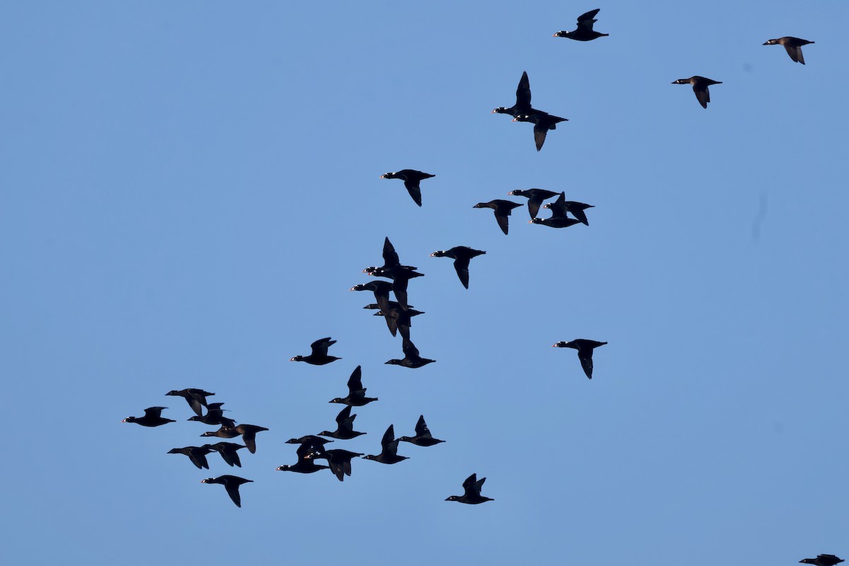 アラナミキンクロ - ML644454829