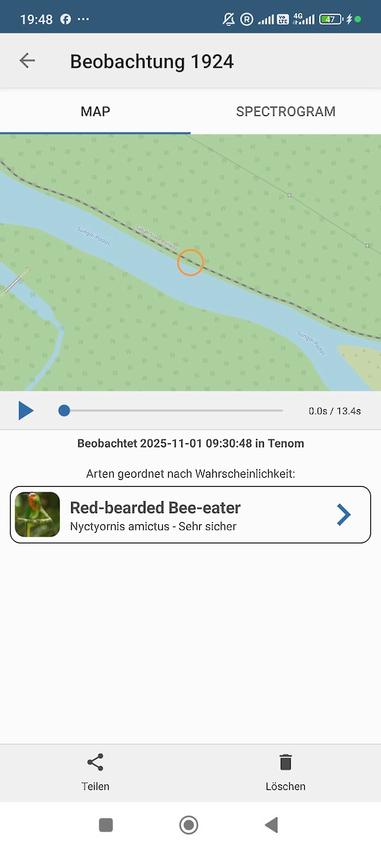 ムネアカハチクイ - ML644454830