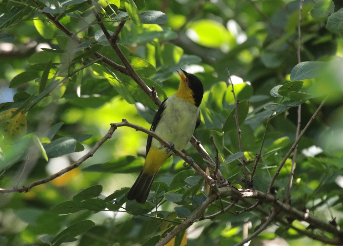 キゴシフウキンチョウ - ML644454831