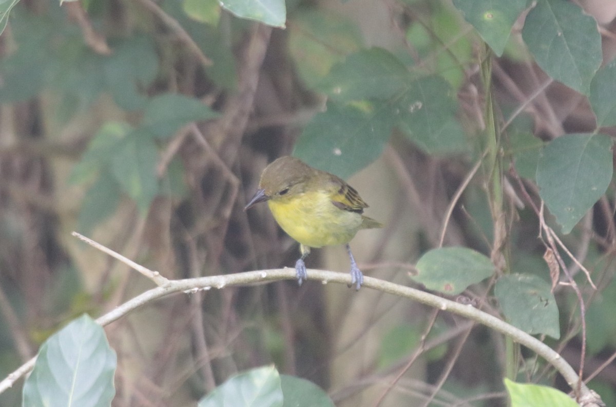 キゴシフウキンチョウ - ML644454832