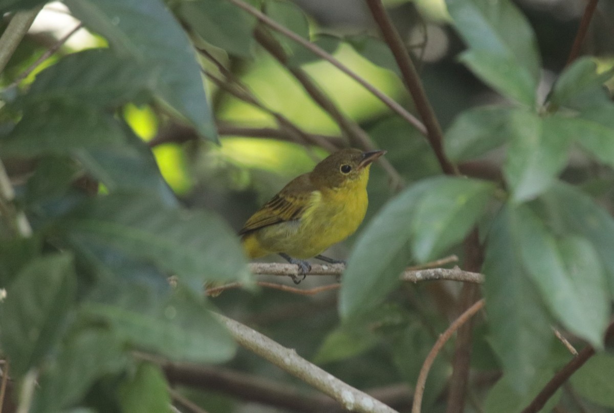 キゴシフウキンチョウ - ML644454833