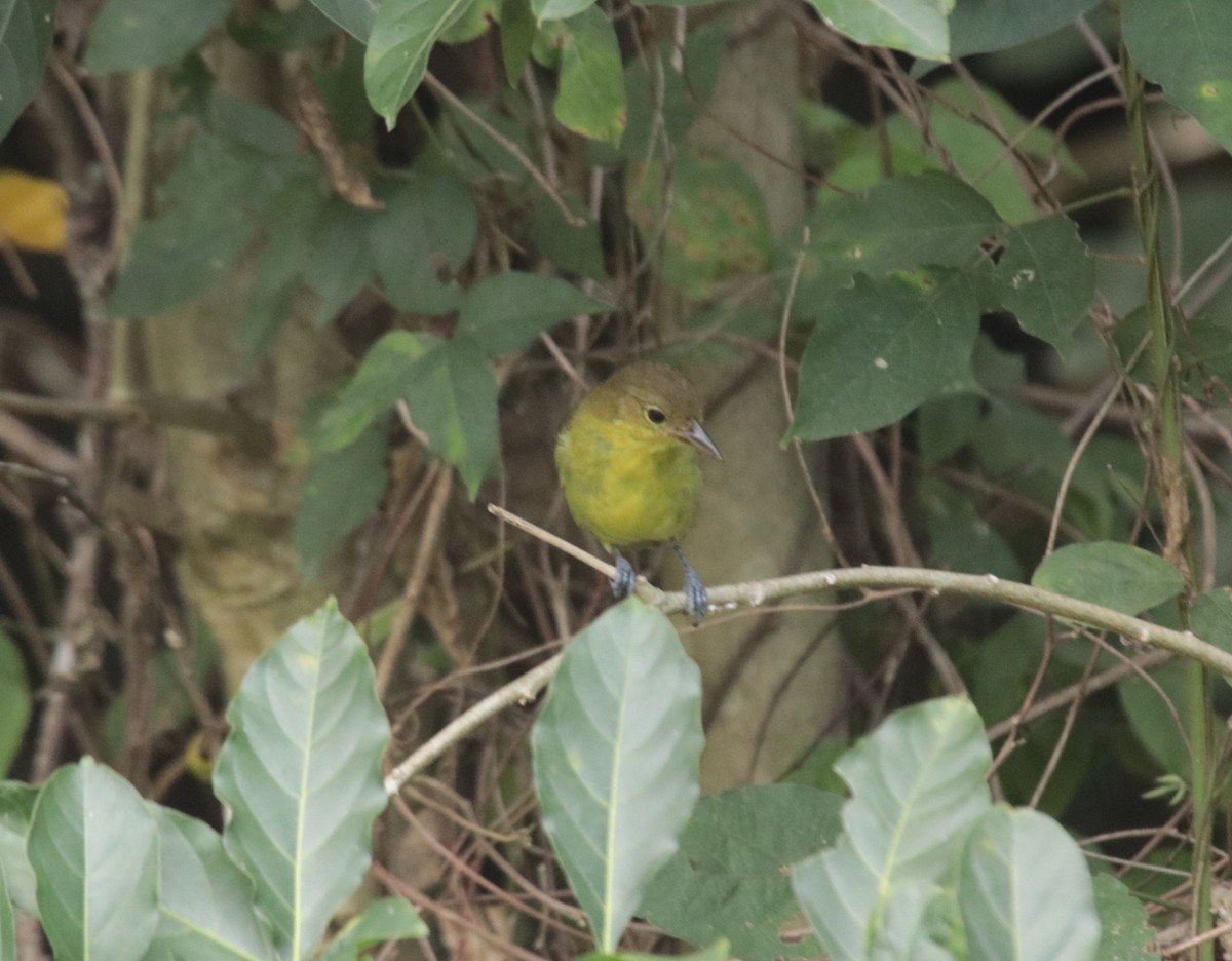 キゴシフウキンチョウ - ML644454834