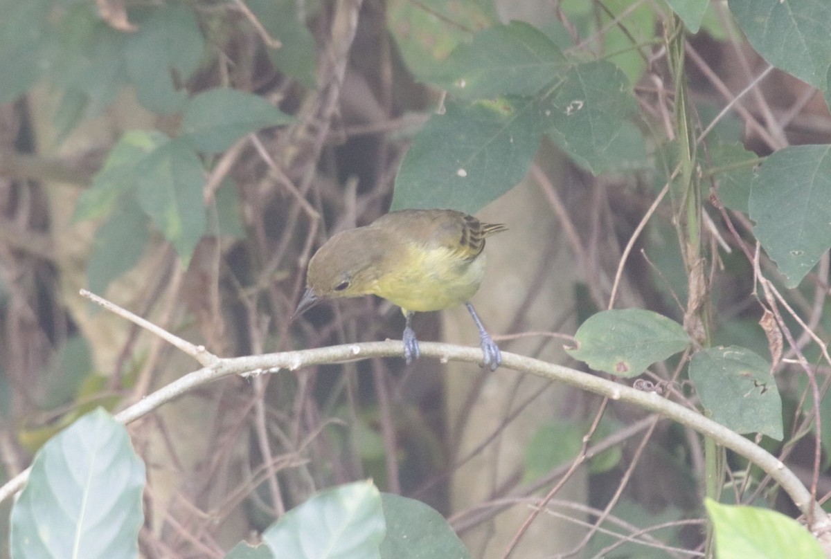 キゴシフウキンチョウ - ML644454835