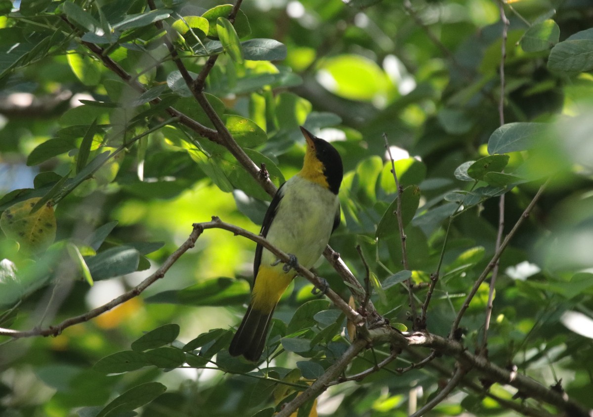 キゴシフウキンチョウ - ML644454836