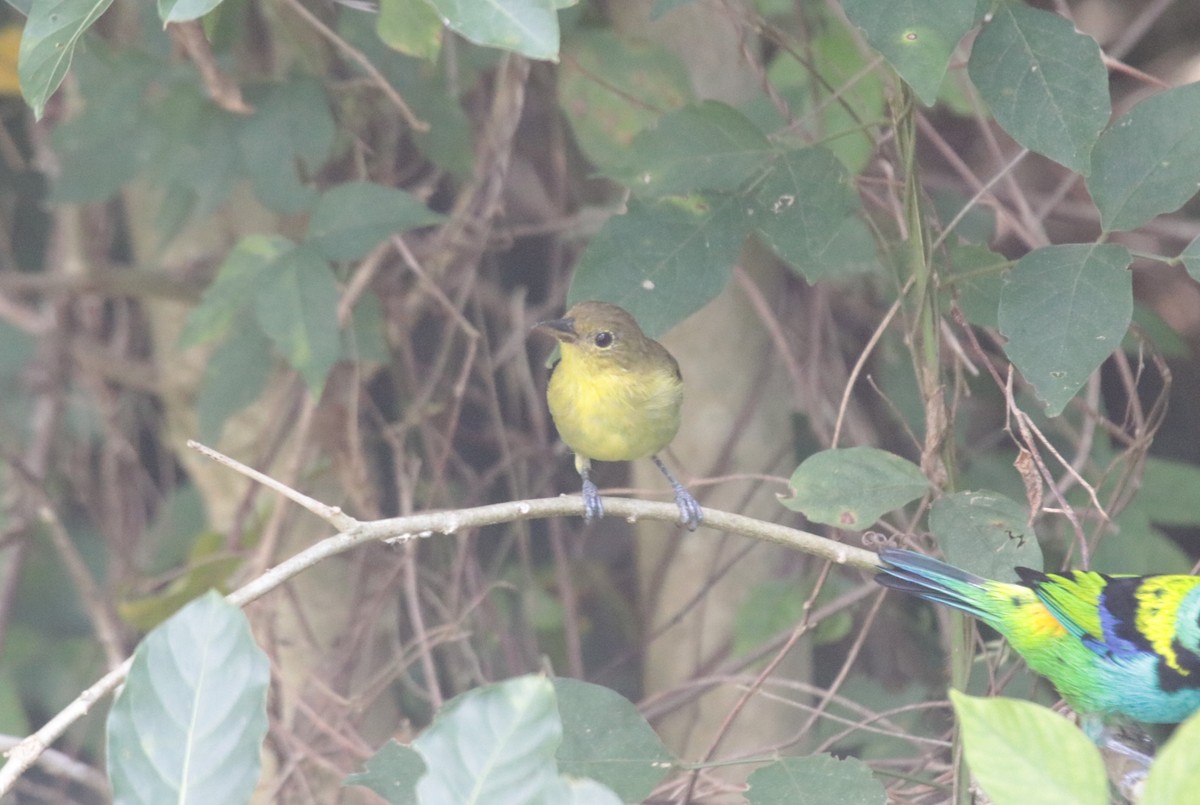 キゴシフウキンチョウ - ML644454837