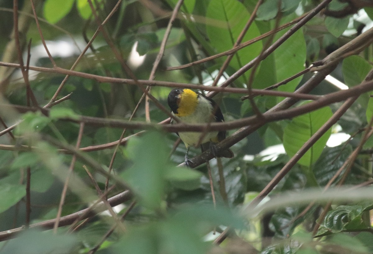 キゴシフウキンチョウ - ML644454838