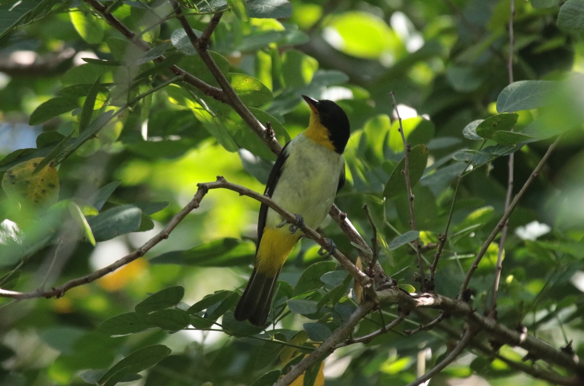 キゴシフウキンチョウ - ML644454839