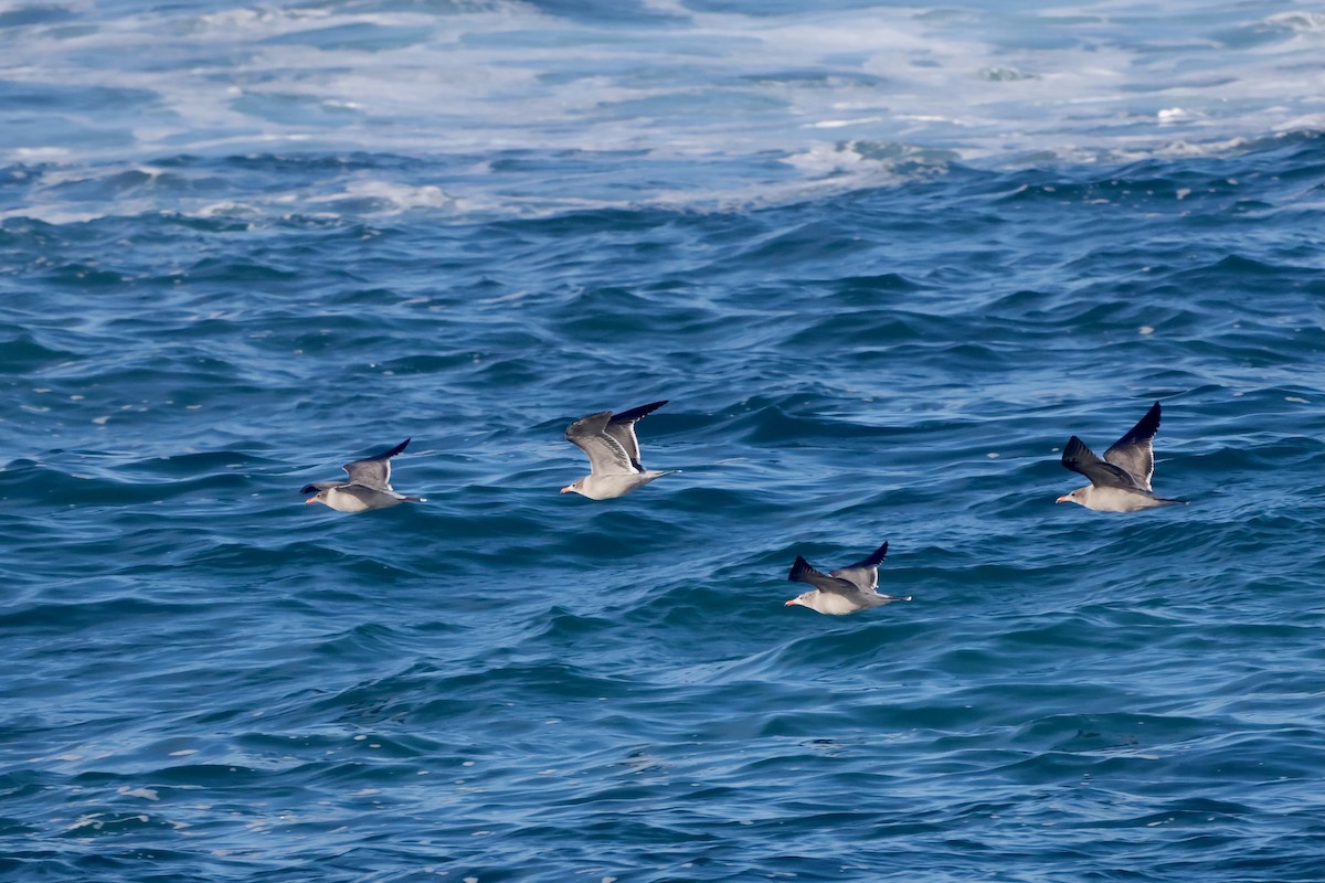 オグロカモメ - ML644454840