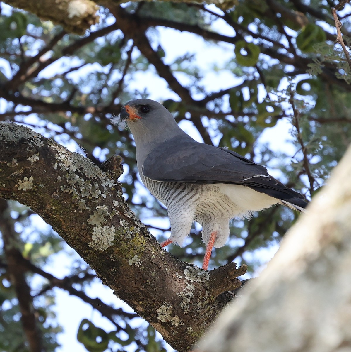 カワリウタオオタカ - ML644454841