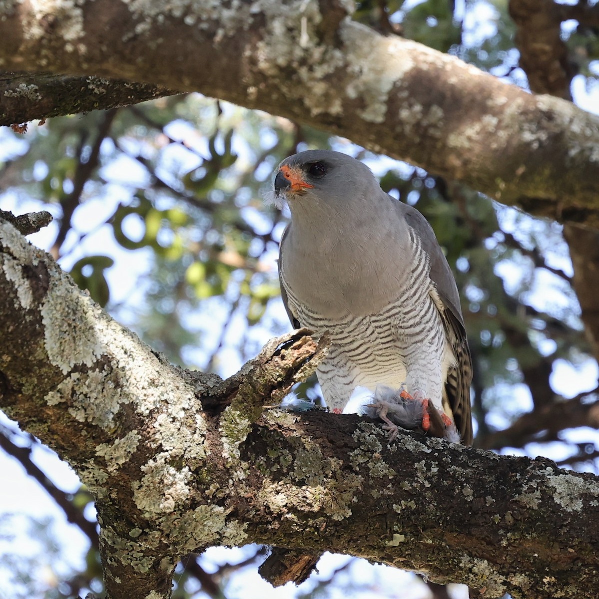 カワリウタオオタカ - ML644454842