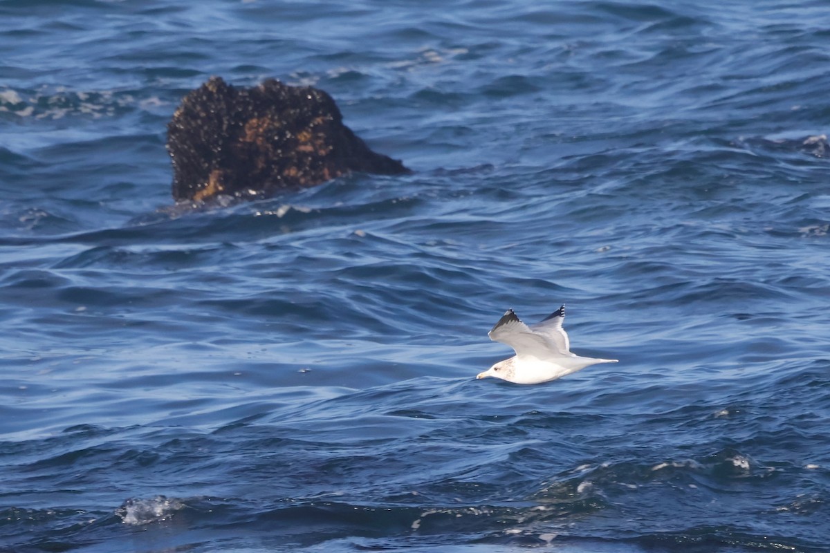 カリフォルニアカモメ - ML644454843