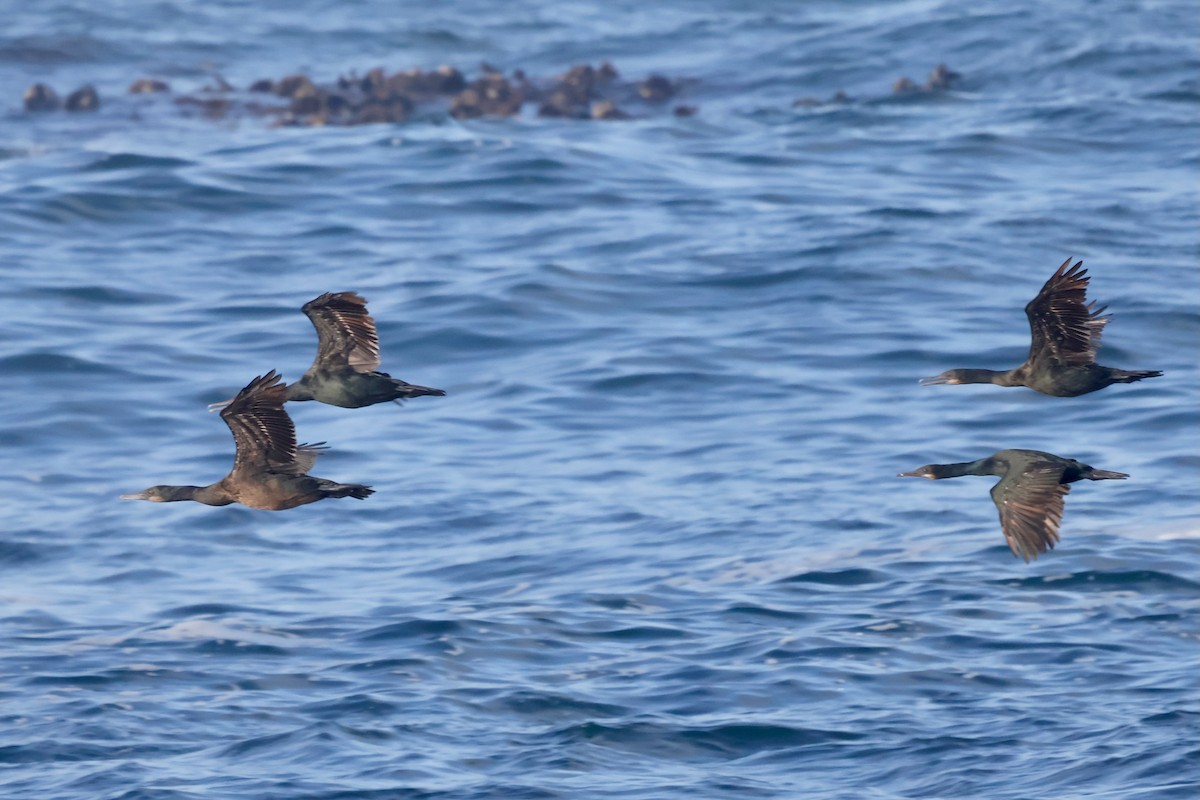 アオノドヒメウ - ML644454844