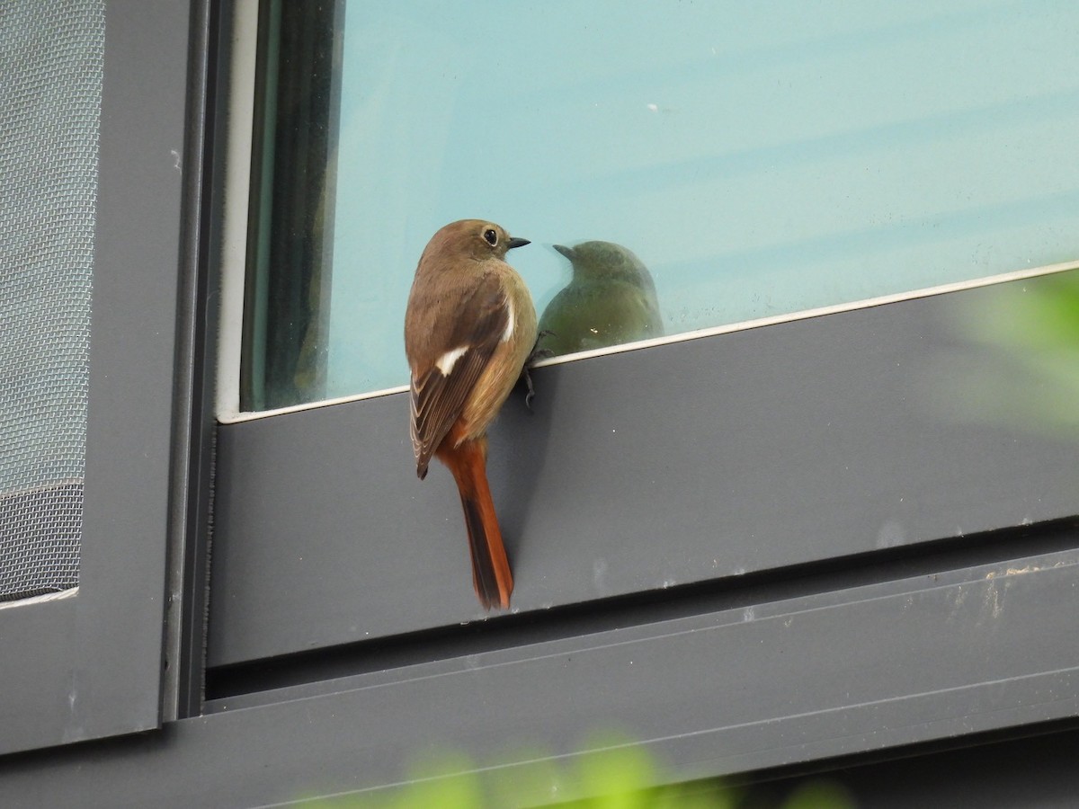 ジョウビタキ - ML644454847