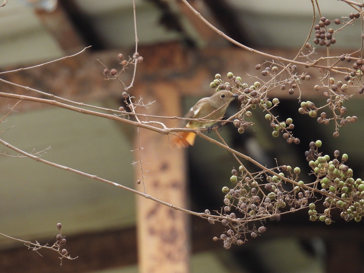 ジョウビタキ - ML644454848