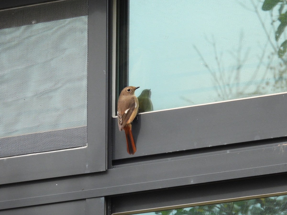 ジョウビタキ - ML644454849